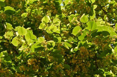 Kireç ağacının açan dalları