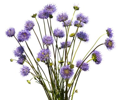 Beyaz arka plan üzerinde kır çiçekleri buketi