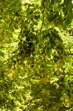 Kireç ağacının açan dalları