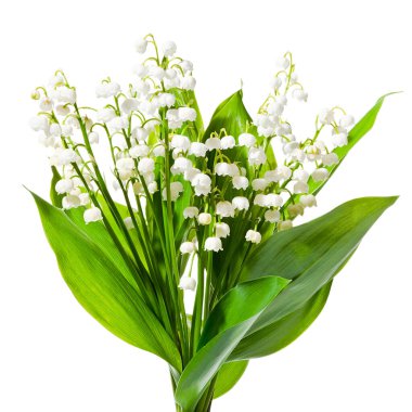 Beyaz arka planda vadi zambağı demeti