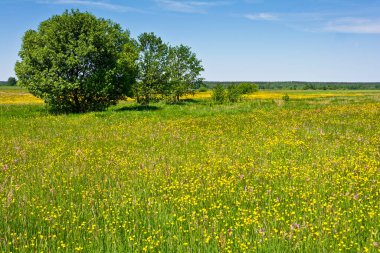 Güneşli bir bahar gününde renkli çiçek açan çayır. 