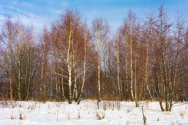 Ağaçlarla ve mavi gökyüzüyle kış manzarası