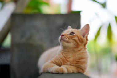 a brown cat resting on the wall 
