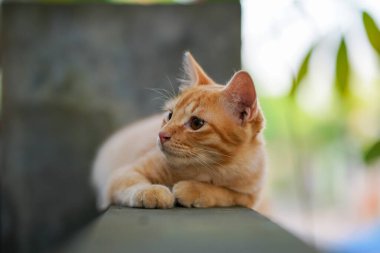 a brown cat resting on the wall 