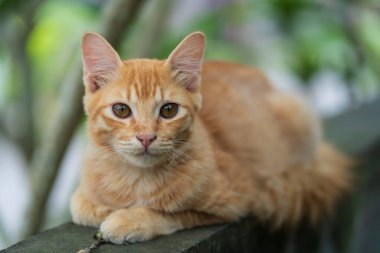 a brown cat resting on the wall