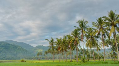 Coconut tree in the rice field