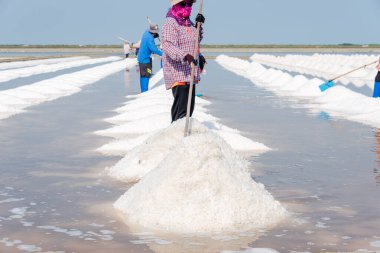 Bir grup işçi açık mavi gökyüzünün altındaki tuz tarlasında deniz tuzu topluyor..