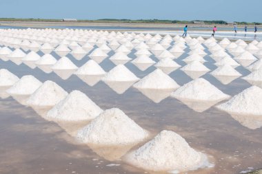 Bir grup işçi açık mavi gökyüzünün altındaki tuz tarlasında deniz tuzu topluyor..