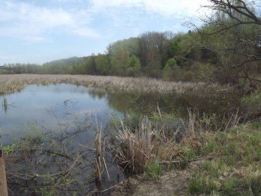 bir gölü ve küçük bir ağacı olan bahar manzarası