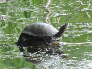 Yazın parkta bir gölette vahşi bir kaplumbağa, güneşin ışınları,