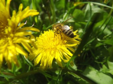 Sarı çiçekli arı