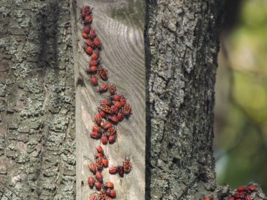 Ormandaki bir kütükte asılı bir grup kırmızı karınca.
