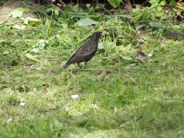 Çimlerin üzerinde yaygın bir akbaba