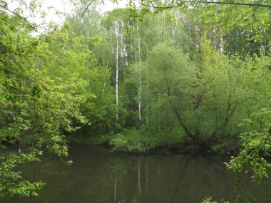 Bir bahar gününde yeşil orman