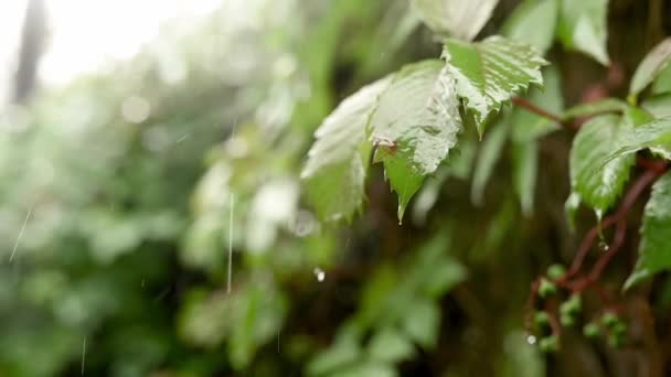 Rain Falling Green Plant Leaf Summer Rain Video Footage Nature — Wideo stockowe