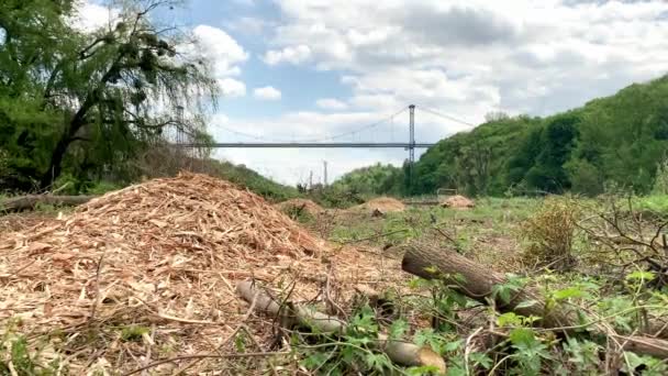 Las Damas Deforestación Cortaron Cerca Ecoproblema Global — Vídeo de stock