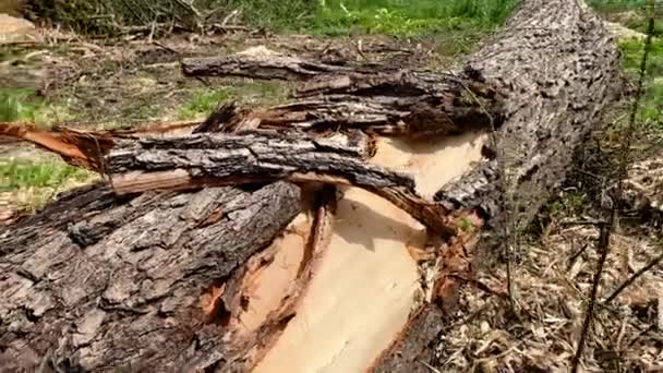 Las Damas Deforestación Cortaron Cerca Ecoproblema Global — Vídeo de stock