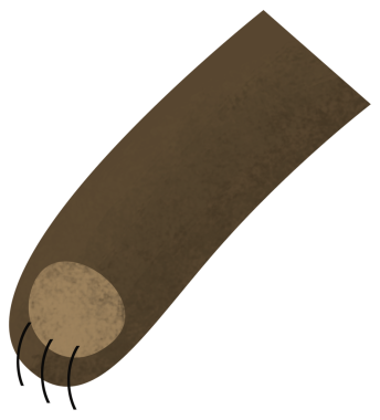 Ayı orman temalı karikatür sahnesi çocuklar için izole edilmiş arka plan çizimi