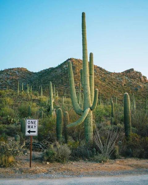 Panneau Sens Unique Cactus Parc National Saguaro Arizona — Photo
