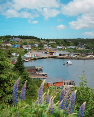 Lupines and view of the town of Dildo, Newfoundland and Labrador, Canada