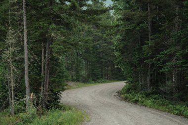 White Mountains, New Hampshire 'daki eski Cherry Mountain Yolu.