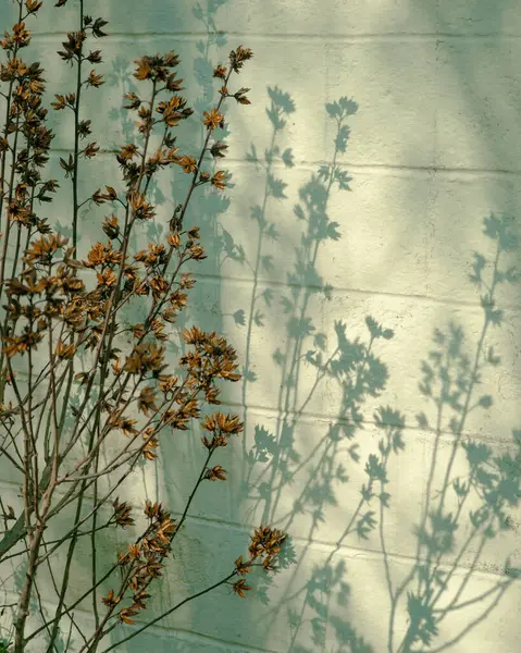 Pflanzen Der Sonne Marion Virginia Stockfoto
