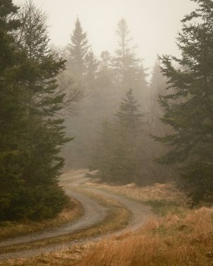 Maine, Beals Adası 'nda sisli çamlı toprak bir yol.