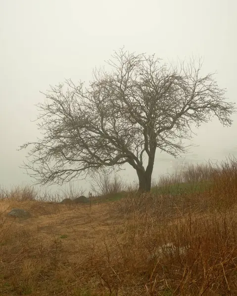 缅因州比尔斯岛雾中的树 图库照片