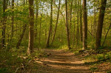 Ferncliff Ormanı 'nda yürüyüş parkuru, Rhinebeck, New York