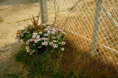 Salisbury Sahili, Massachusetts 'te çiçekler ve çitler.