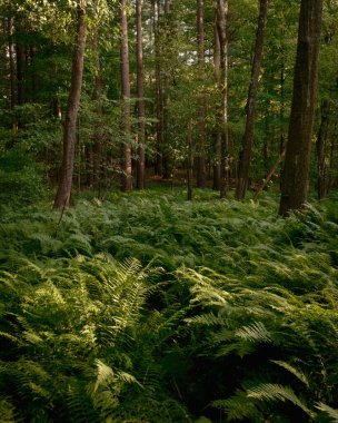 Ferns in the forest at Sudbury Reservoir, Massachusetts clipart