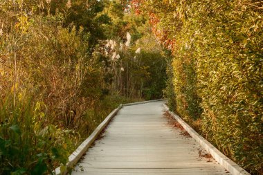 Cape May Point State Park, New Jersey 'deki bir sulak arazide sahil yolu.