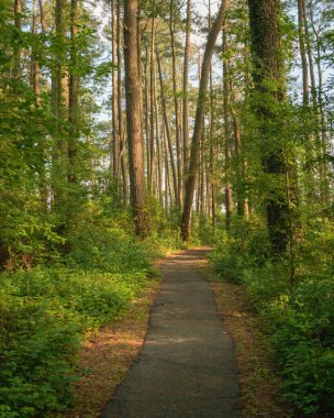 Maryland 'deki Blackwater Ulusal Yaban Hayatı Sığınağı' ndaki Marsh Edge Trail 'deki Woodland sahnesi