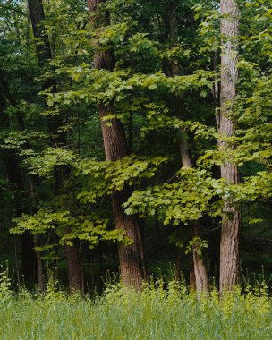 Trees in a forest in Elizaville, New York