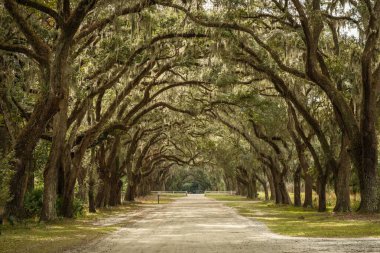 Wormsloe Eyalet Tarihi Bölgesi, Savannah, Georgia 'da meşe ağaçları bulvarı.