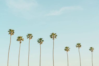 Corona Del Mar, Newport Beach, Kaliforniya 'da palmiye ağaçları