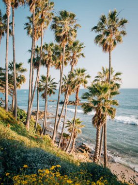 Çiçekler ve palmiye ağaçları Heisler Park, Laguna Beach, Orange County, Kaliforniya