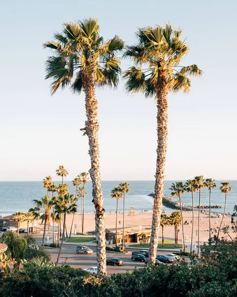 Palm ağaçlar ve görünümü Beach Corona del Mar, Newport Beach, Kaliforniya