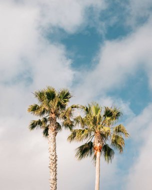 Treasure Island Park 'ta palmiye ağaçları, Laguna Beach, Orange County, California