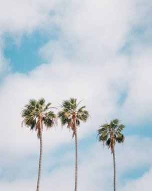 La Jolla Shores palmiye ağaçları, San Diego, Kaliforniya