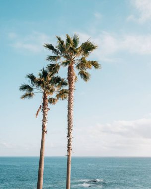 Palmiye ağaçları ve Pasifik Okyanusu Treasure Island Park, Laguna Beach, Orange County, California