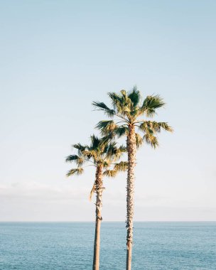 Palmiye ağaçları ve Pasifik Okyanusu Treasure Island Park, Laguna Beach, Orange County, California