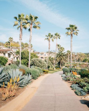Treasure Island Park 'ta bir yol boyunca palmiye ağaçları, Laguna Beach, Orange County, California