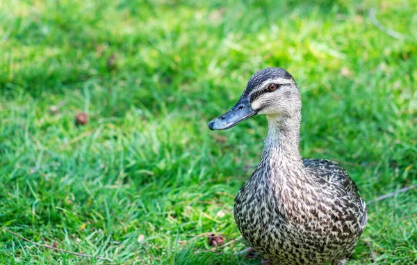 Close Image Female Mallard Duck Grass Copy Space — Stock Photo, Image