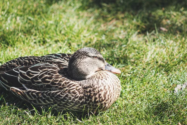一只雌性野鸭在草地上的特写图像 有复制空间 — 图库照片
