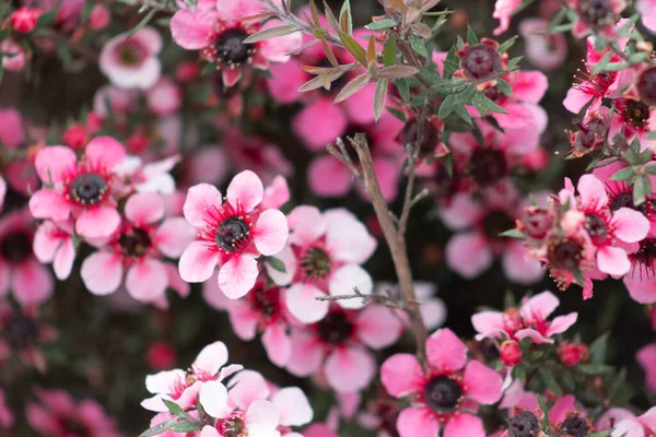 Yeni Zelanda Manuka çiçeklerinin yakın görüntüsü. Nektarı Manuka balı üretir..