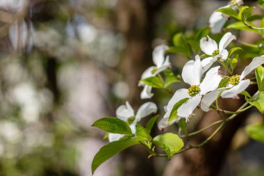 Cornus florida, Cornaceae familyasından Kuzey Amerika ve Kuzey Meksika 'da yetişen bir ağaç türü..