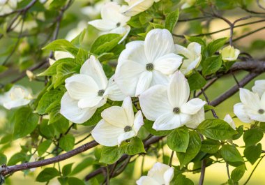 Cornus florida, Cornaceae familyasından Kuzey Amerika ve Kuzey Meksika 'da yetişen bir ağaç türü..