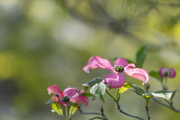 今年春天 科努斯佛罗里达切诺基酋长的花朵在其光秃秃的枝头上展示着巨大的 平坦的 粉色的 四瓣的花朵 — 图库照片