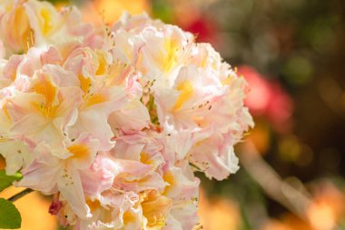 Pembe ve sarı Rhododendron çiçeklerinin yakın plan görüntüsü bir boket dalında çiçek açıyor.. 